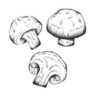 蘑菇识别高手 1.6 安卓版